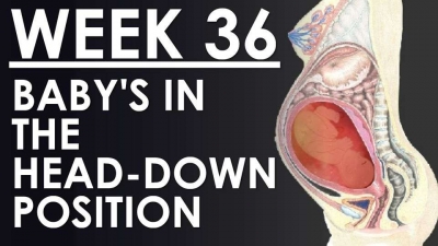 The Pregnancy - Week 36