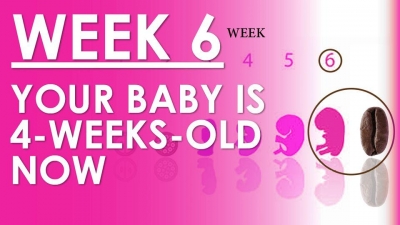 The Pregnancy - Week 6 - Embryo is 4 weeks old
