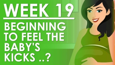 The Pregnancy - Week 19