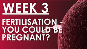The Pregnancy Week 3 - Fertilisation - You could be pregnant...
