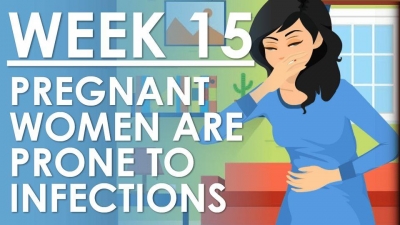 The Pregnancy - Week 15