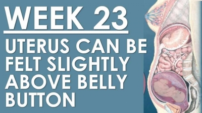 The Pregnancy - Week 23