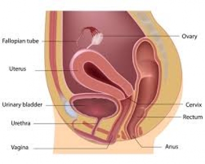 Frequency of urination during the first trimester of pregnancy