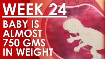 The Pregnancy - Week 24